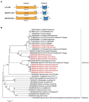 Virome of Rhipicephalus ticks by metagenomic analysis in Guangdong, southern China